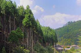 山林風景